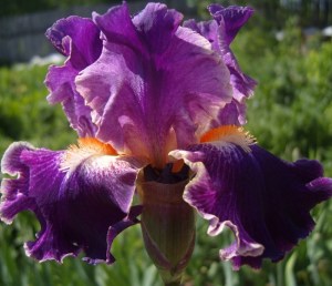iris fancy woman-01